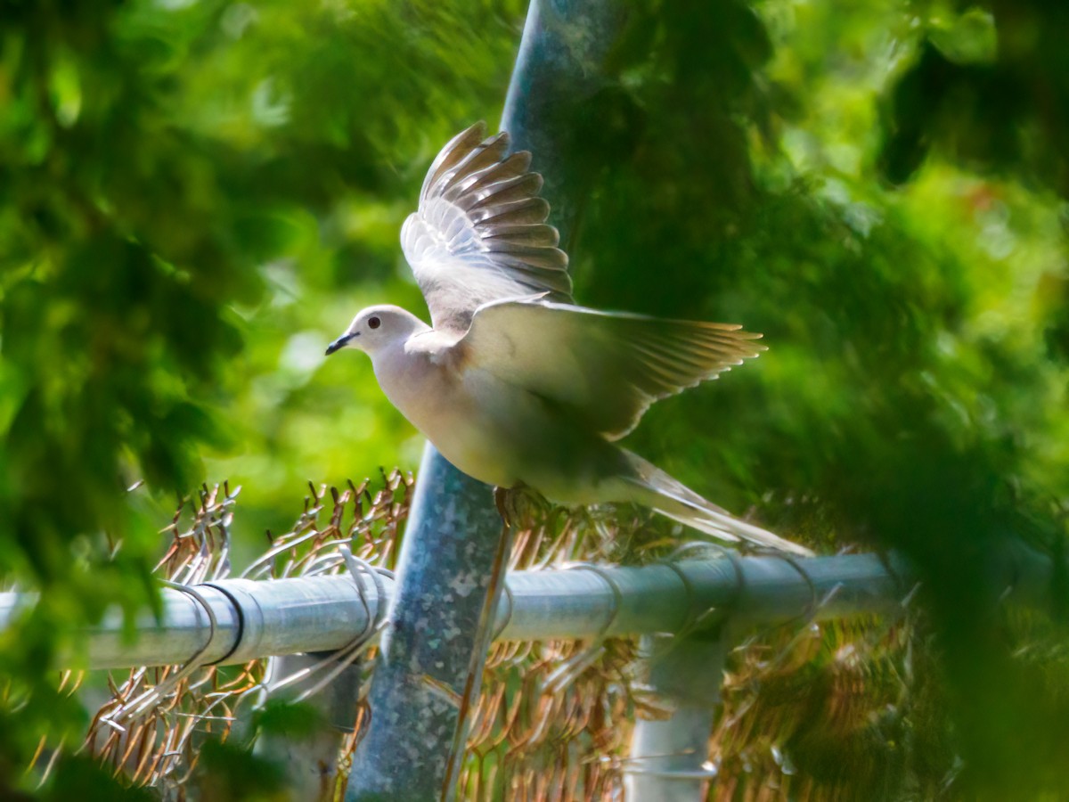 African Collared-Dove - ML538061171