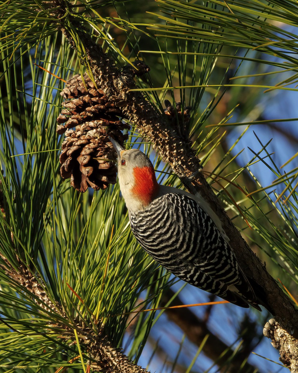 Red-bellied Woodpecker - ML538062241