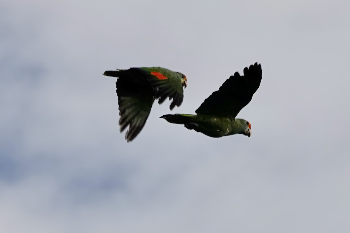 Red-browed Parrot - ML538078111