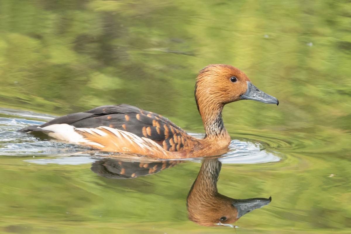 Fulvous Whistling-Duck - Paul Molina A