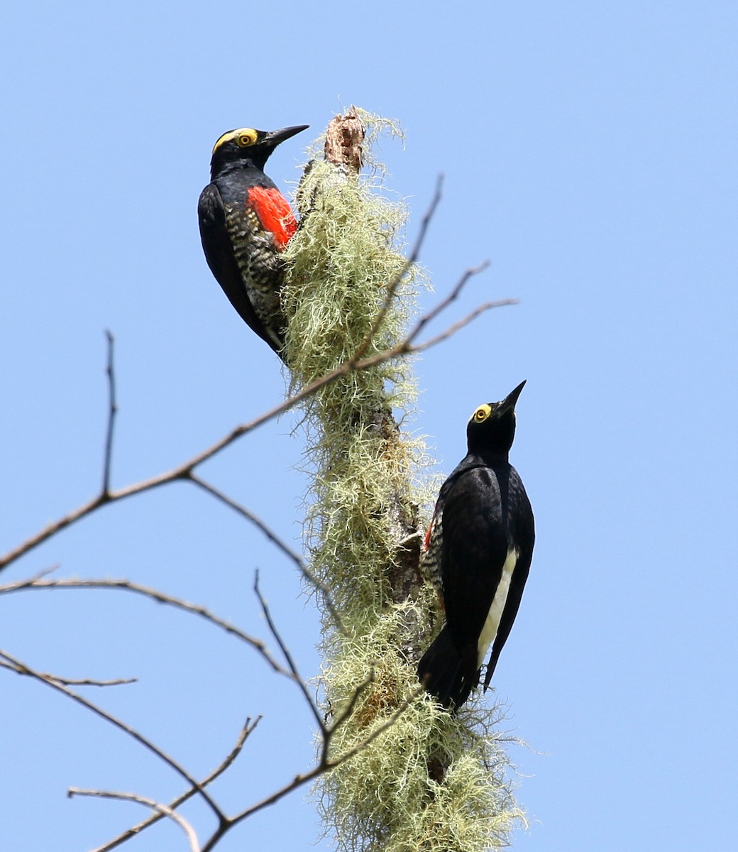Yellow-tufted Woodpecker - Charlotte Byers