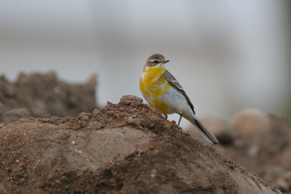Eastern Yellow Wagtail - Guillermo Piñal