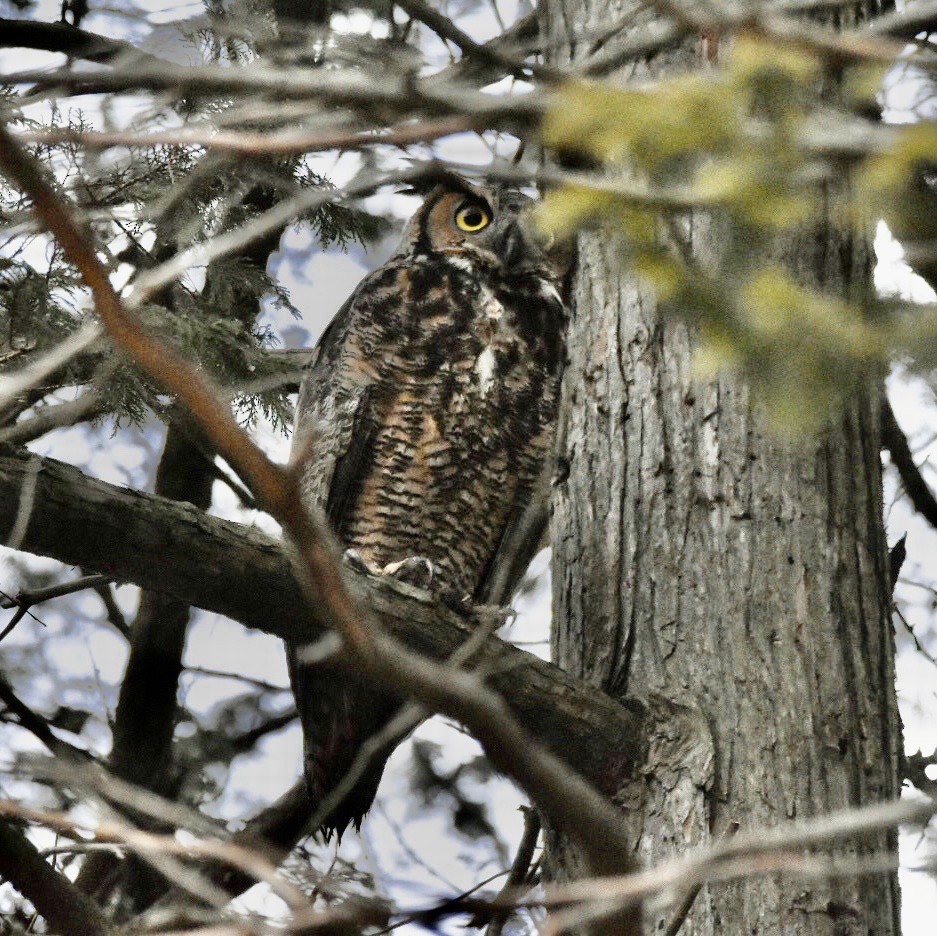 Great Horned Owl - Tina Green