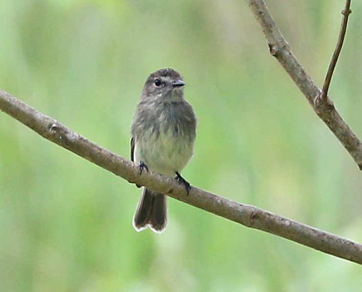 Olive-chested Flycatcher - ML53808921