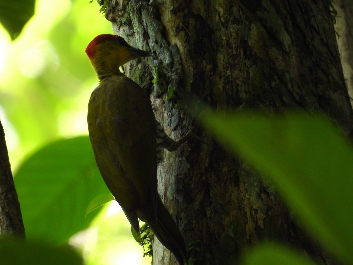 Yellow-throated Woodpecker - Anonymous