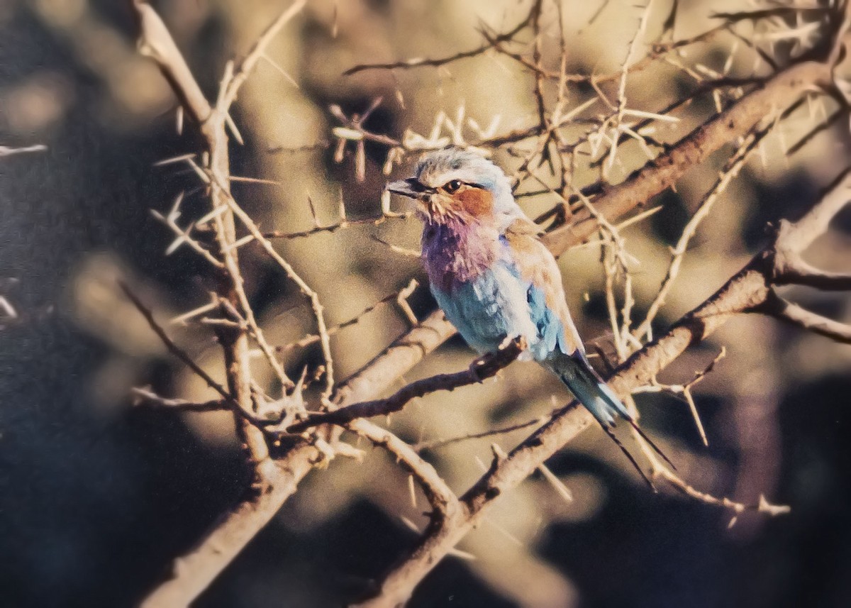Lilac-breasted Roller - ML538097811