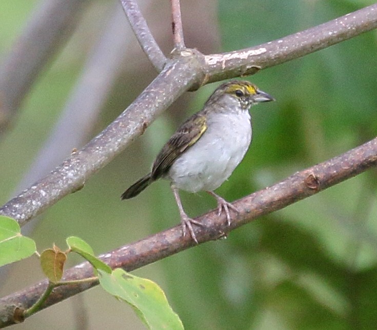 Yellow-browed Sparrow - ML53810051