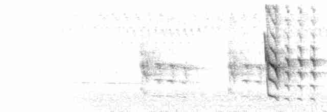  - North Island Saddleback