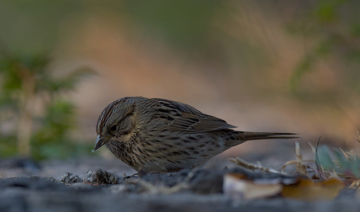 Lincoln's Sparrow - ML538119631