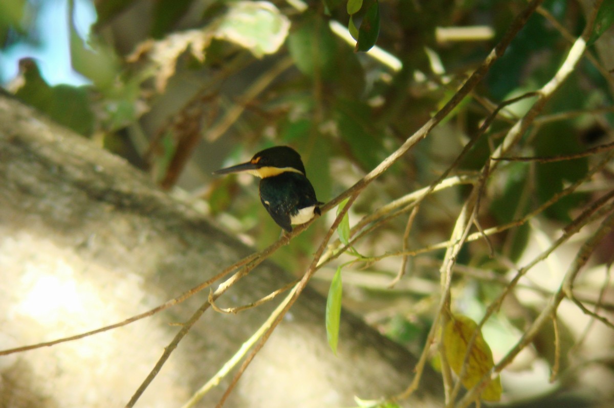 American Pygmy Kingfisher - ML53812231