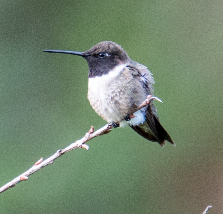 Black-chinned Hummingbird - ML53812281