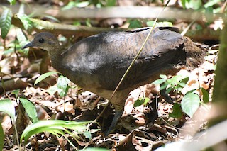 Great Tinamou, ML53812431