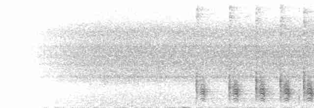  - Bower's Shrikethrush