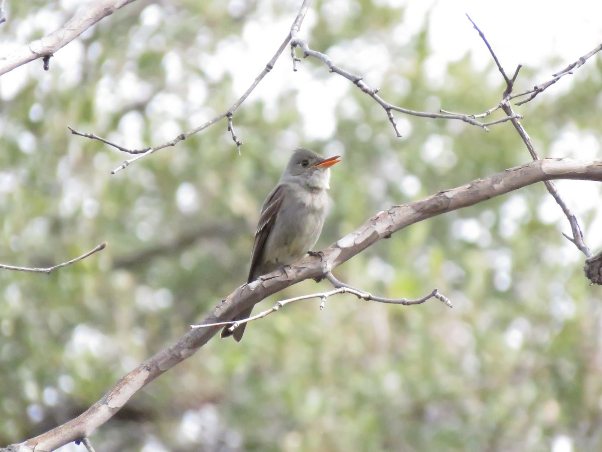 Greater Pewee - ML538128731