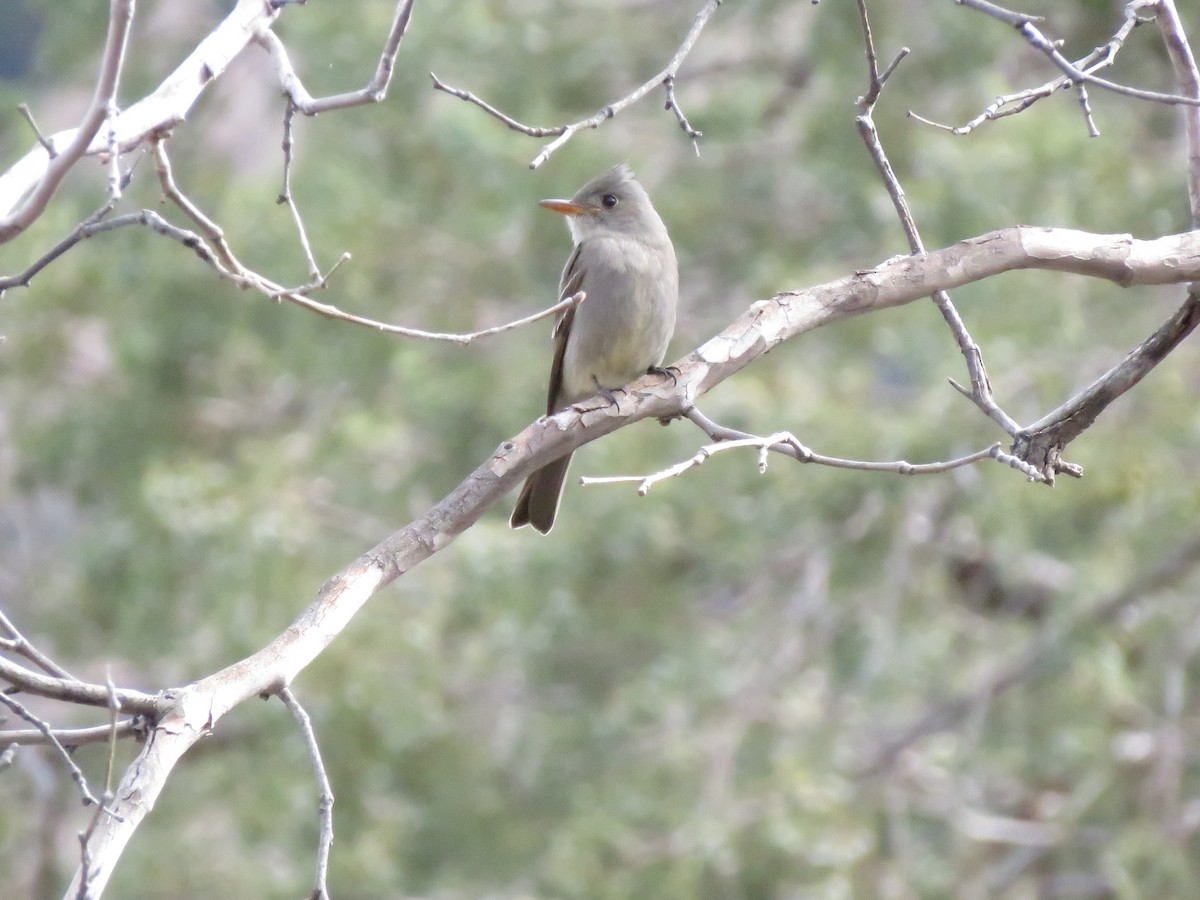 Greater Pewee - ML538128761