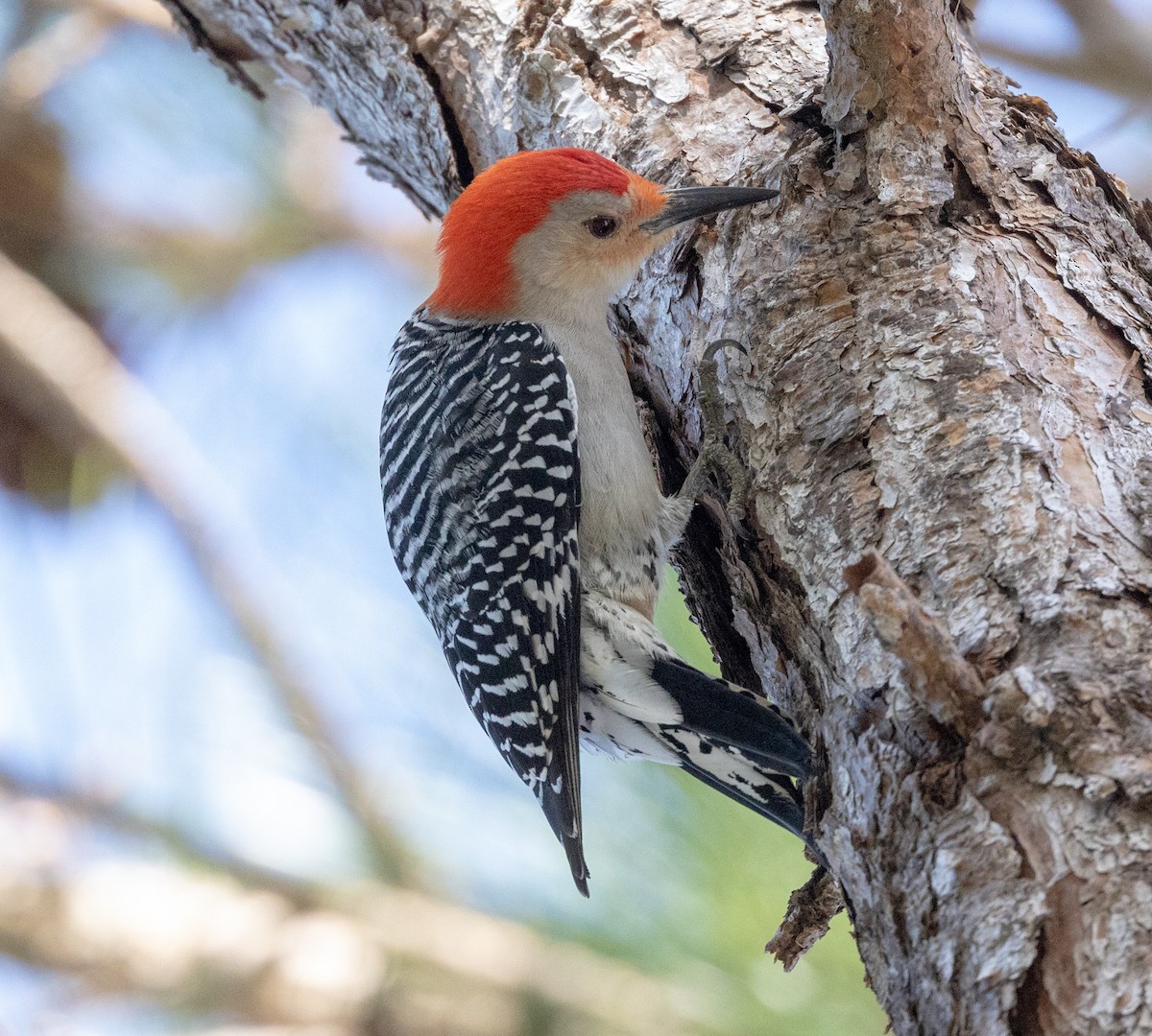 Red-bellied Woodpecker - Greg Harrington