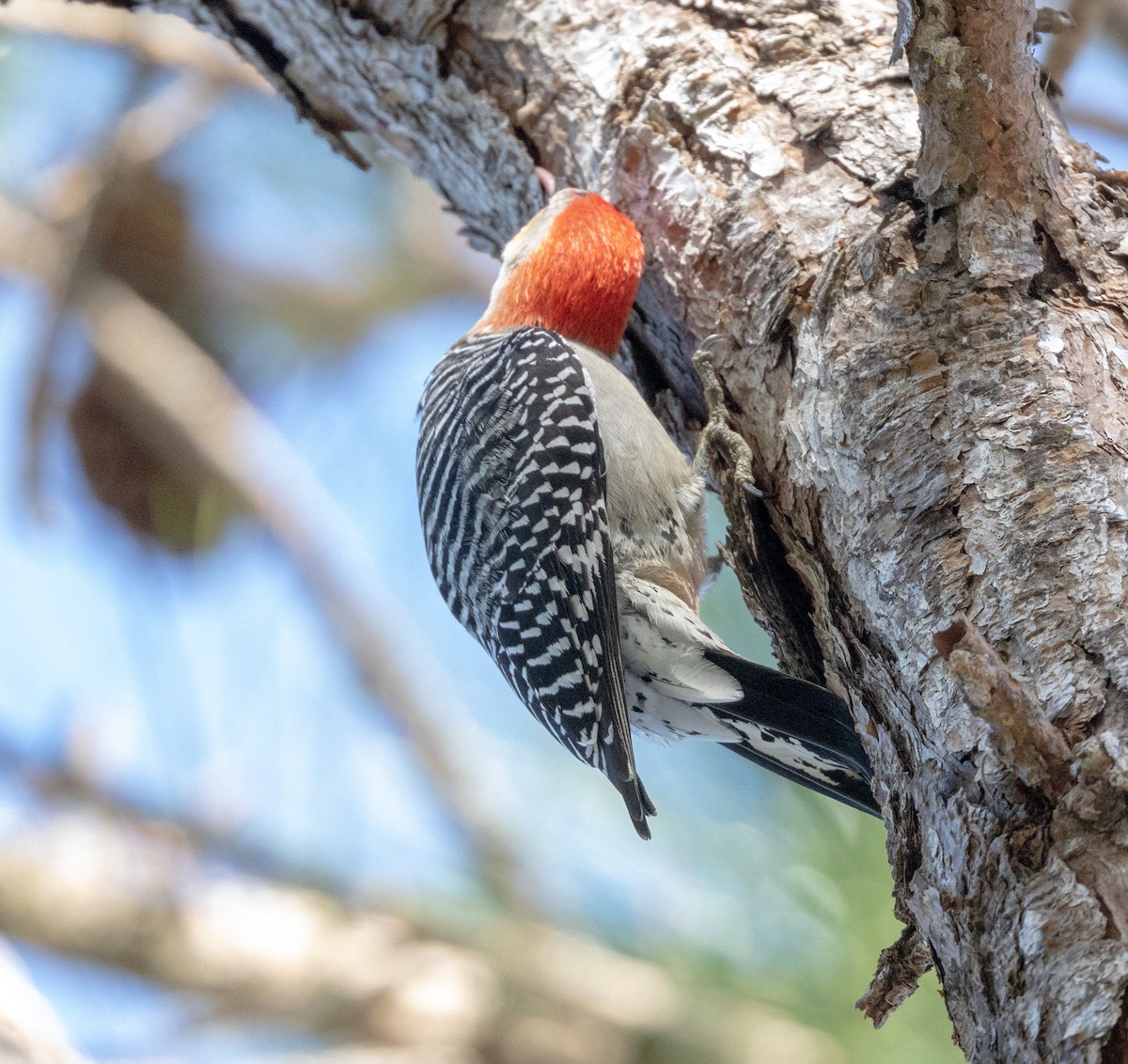 Red-bellied Woodpecker - ML538135221