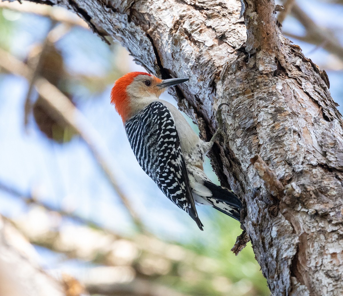 Red-bellied Woodpecker - ML538135241