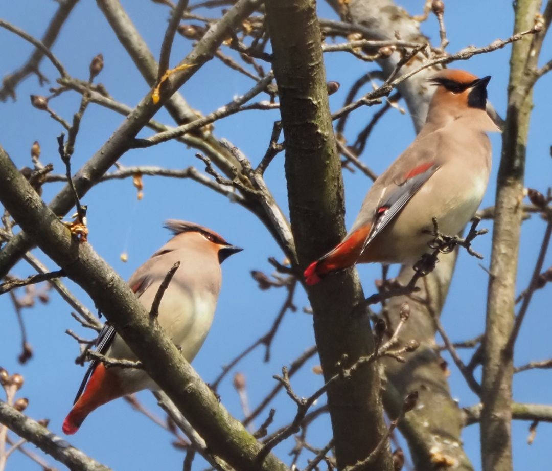 Japanese Waxwing - ML538135911