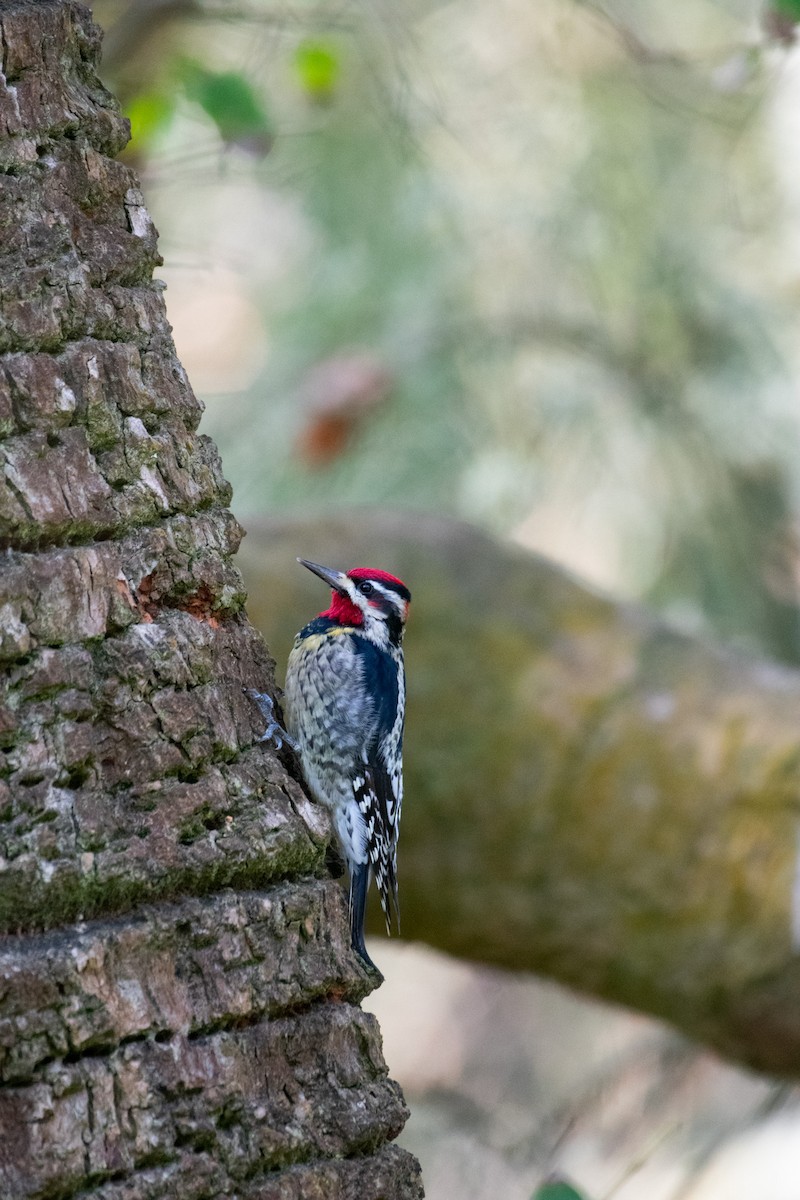 ML538140561 - Red-naped Sapsucker - Macaulay Library