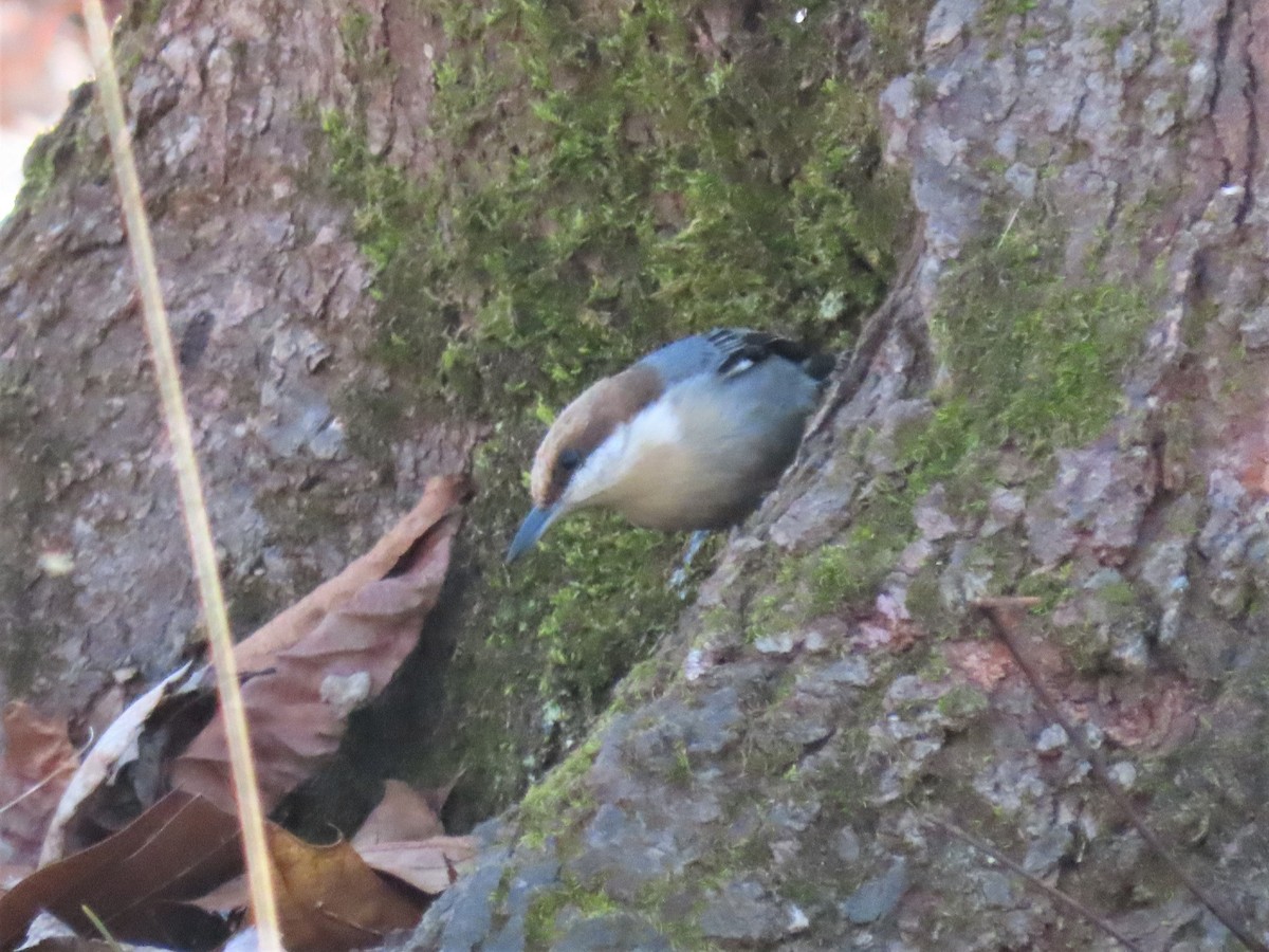 Brown-headed Nuthatch - ML538140661