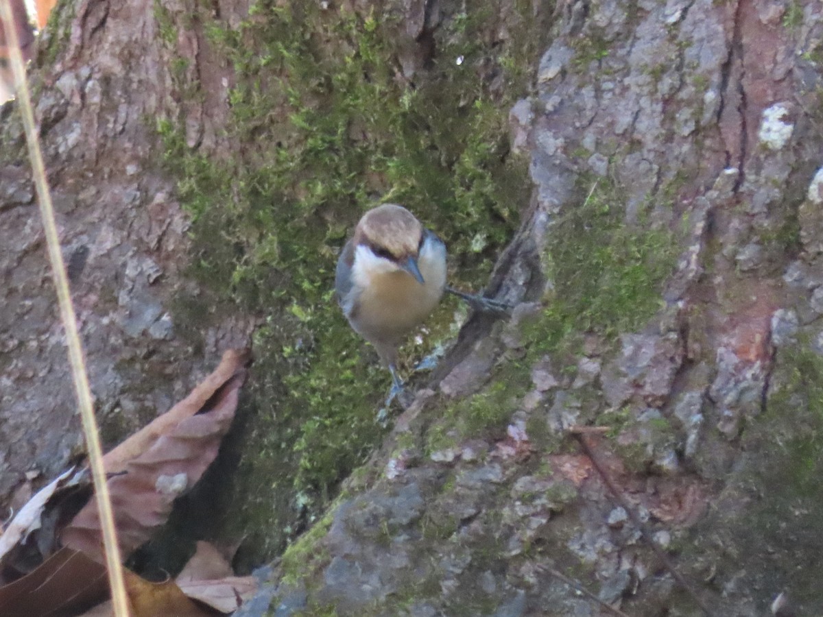 Brown-headed Nuthatch - ML538140681