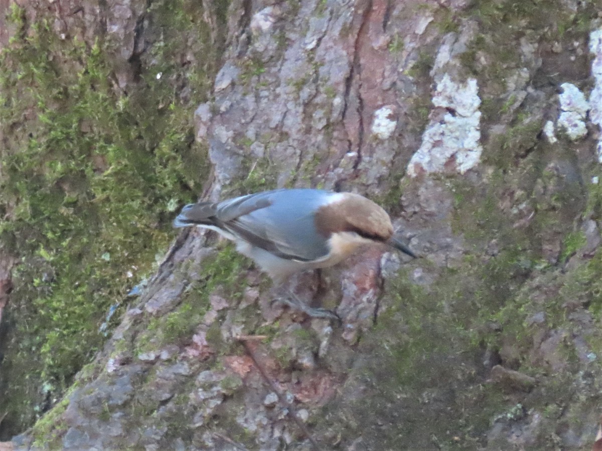 Brown-headed Nuthatch - ML538140691