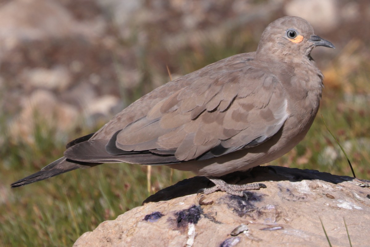 Black-winged Ground Dove - Robert Hagen