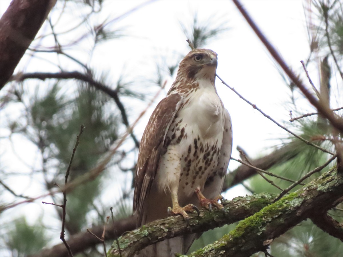 Red-tailed Hawk - ML538147161