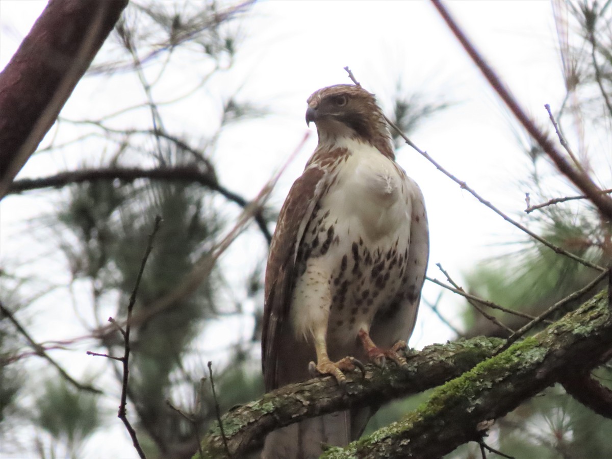Red-tailed Hawk - ML538147171