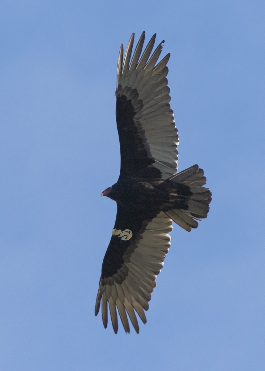 Turkey Vulture - ML538151051