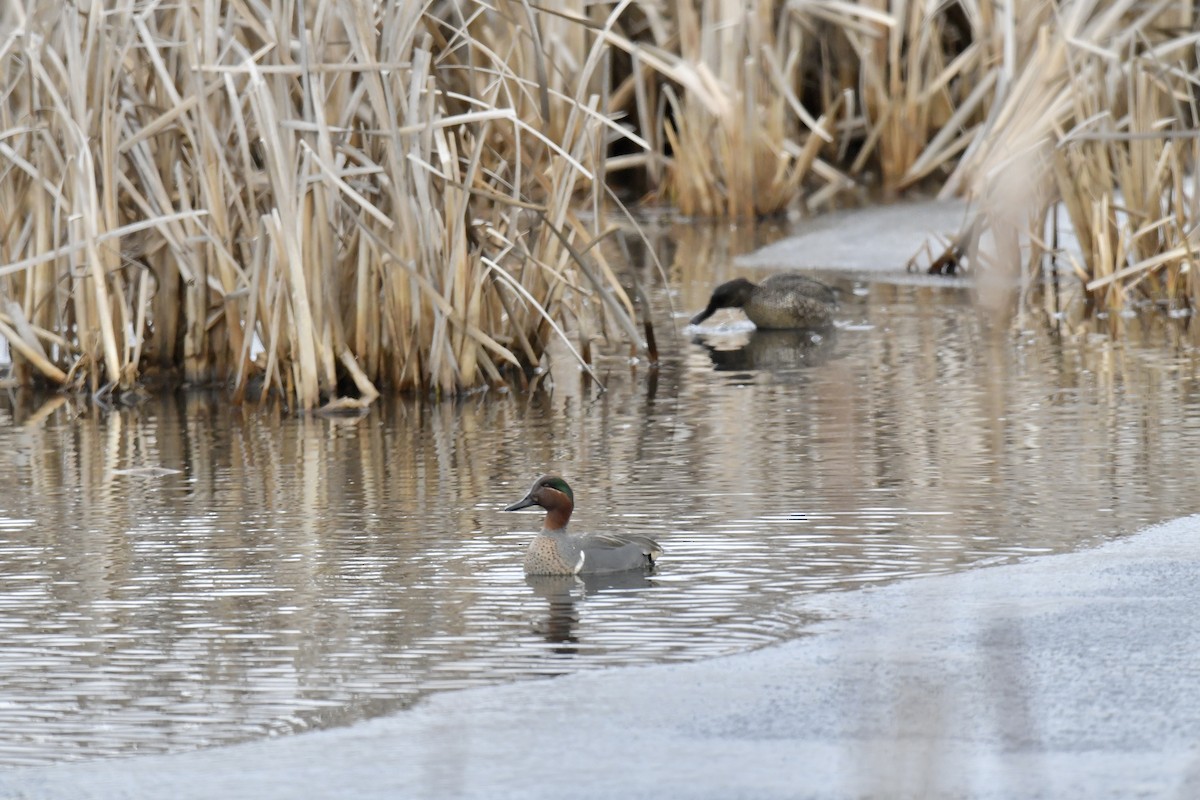 Green-winged Teal - ML538151141
