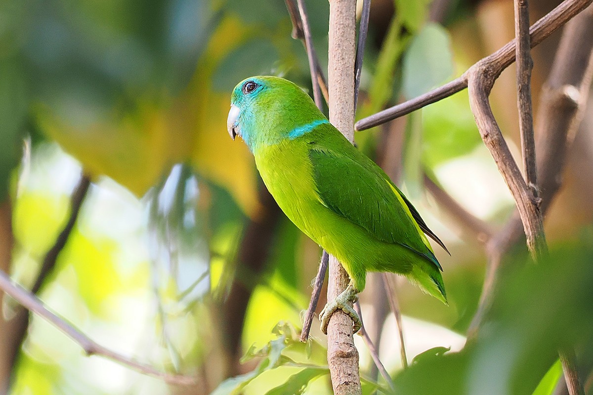 Filipin İncir Papağanı - ML538151421
