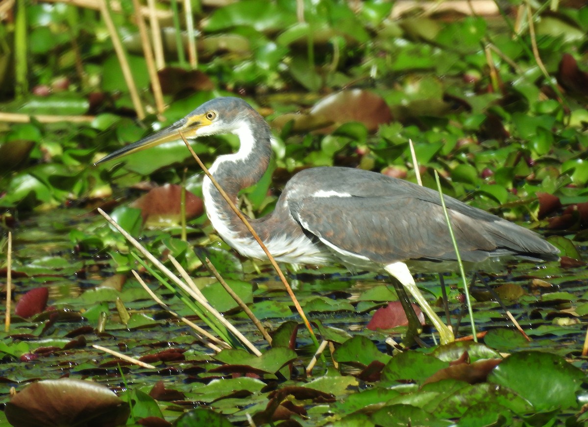 ML538159071 - Tricolored Heron - Macaulay Library