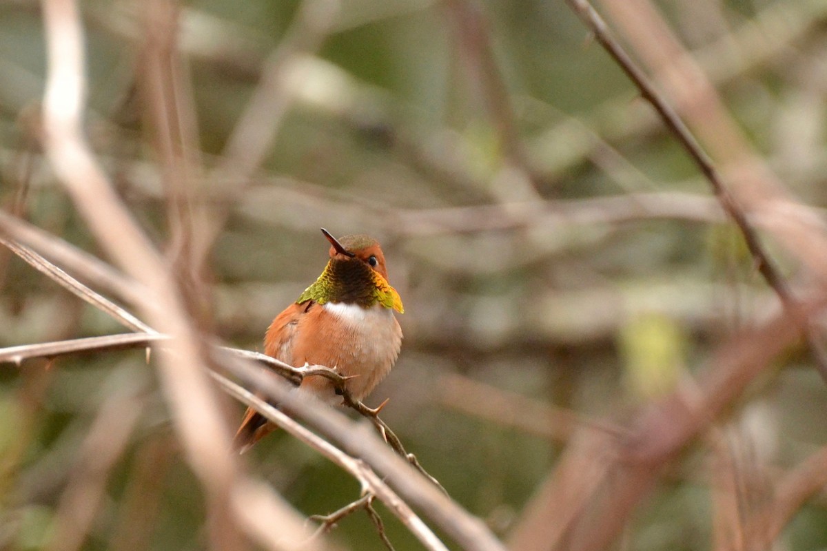 Rufous Hummingbird - ML53816241