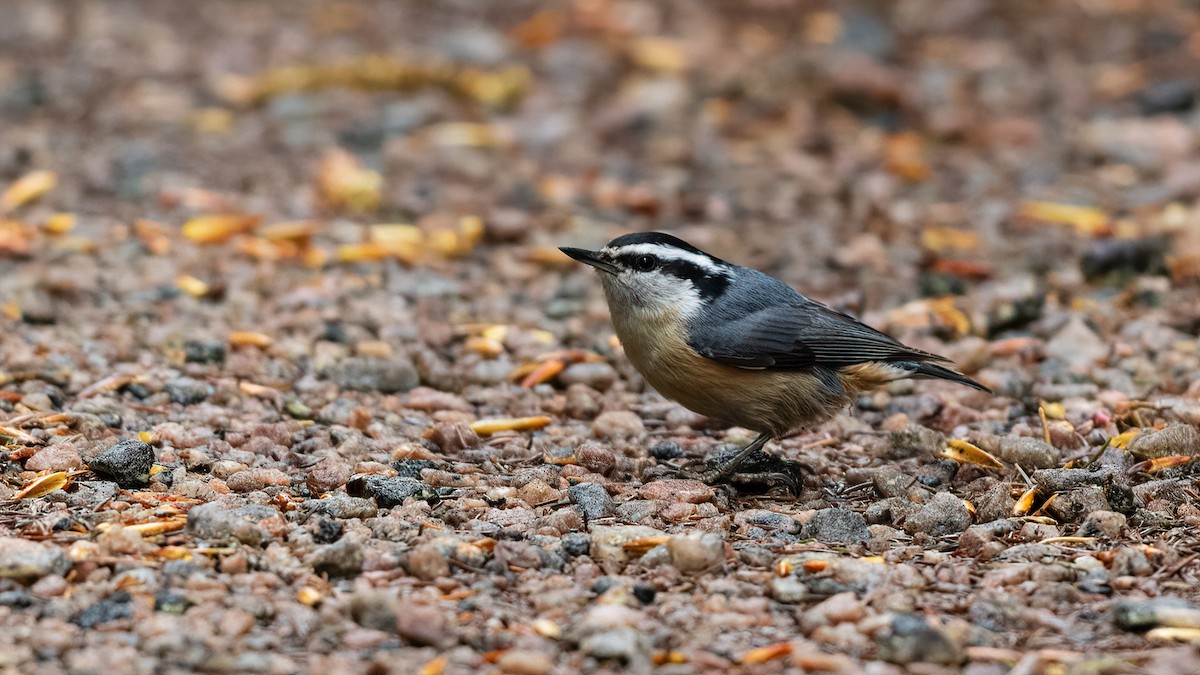 Red-breasted Nuthatch - ML538164731