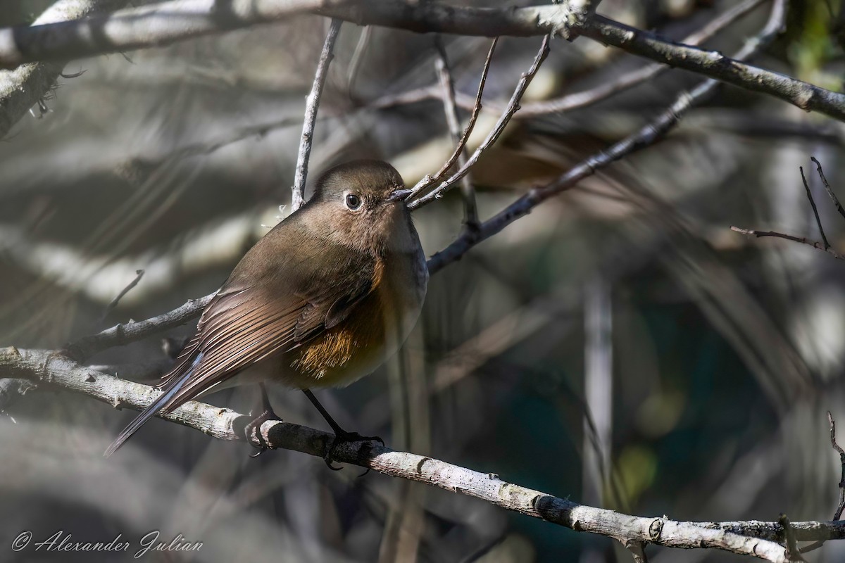Red-flanked Bluetail - ML538166021