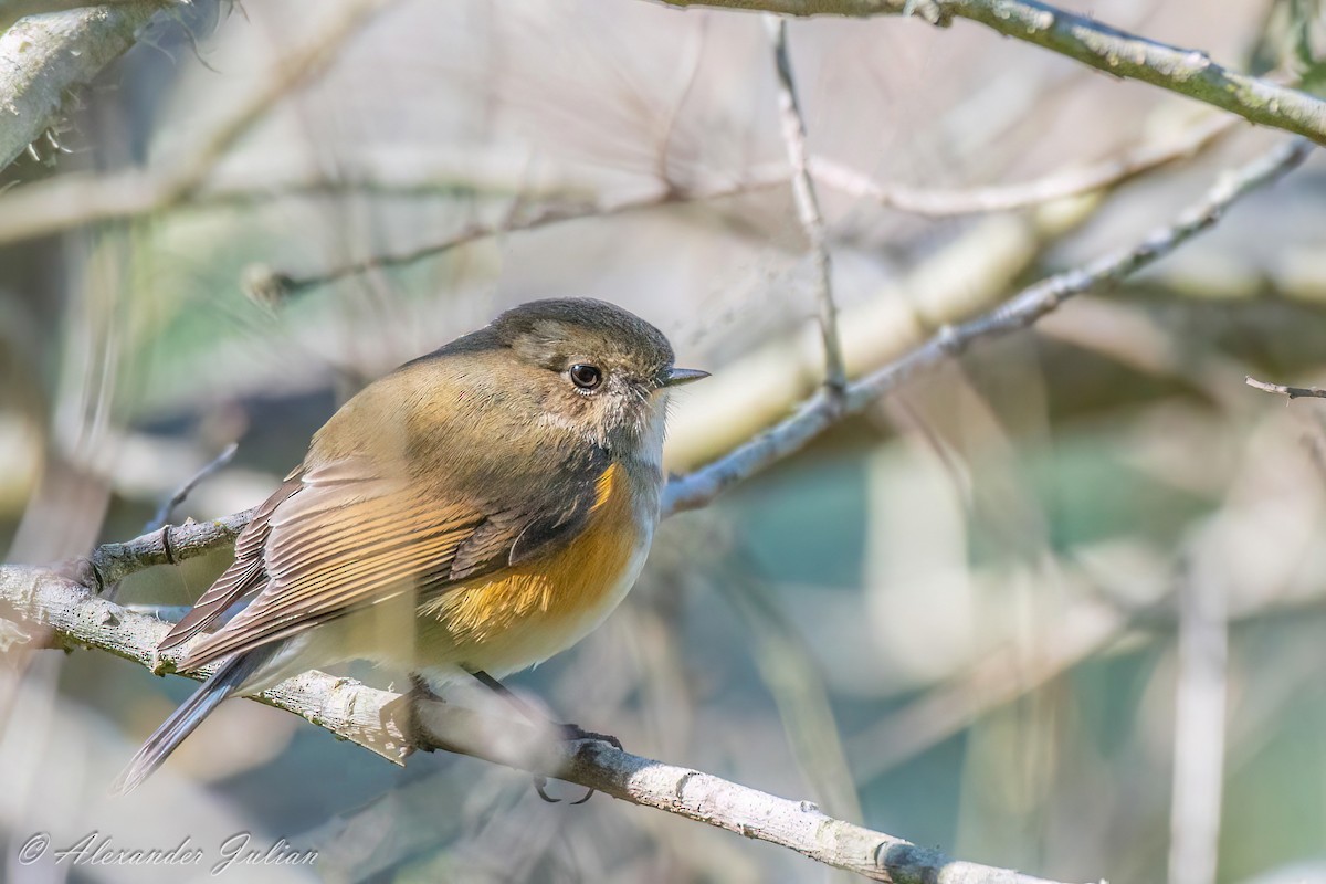 Red-flanked Bluetail - ML538166031
