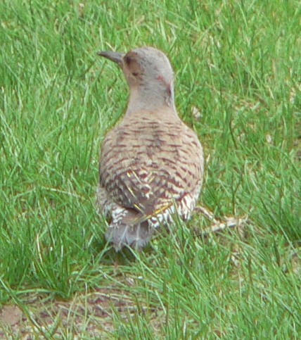 Northern Flicker (Yellow-shafted x Red-shafted) - ML53817001
