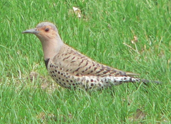 Northern Flicker (Yellow-shafted x Red-shafted) - ML53817031