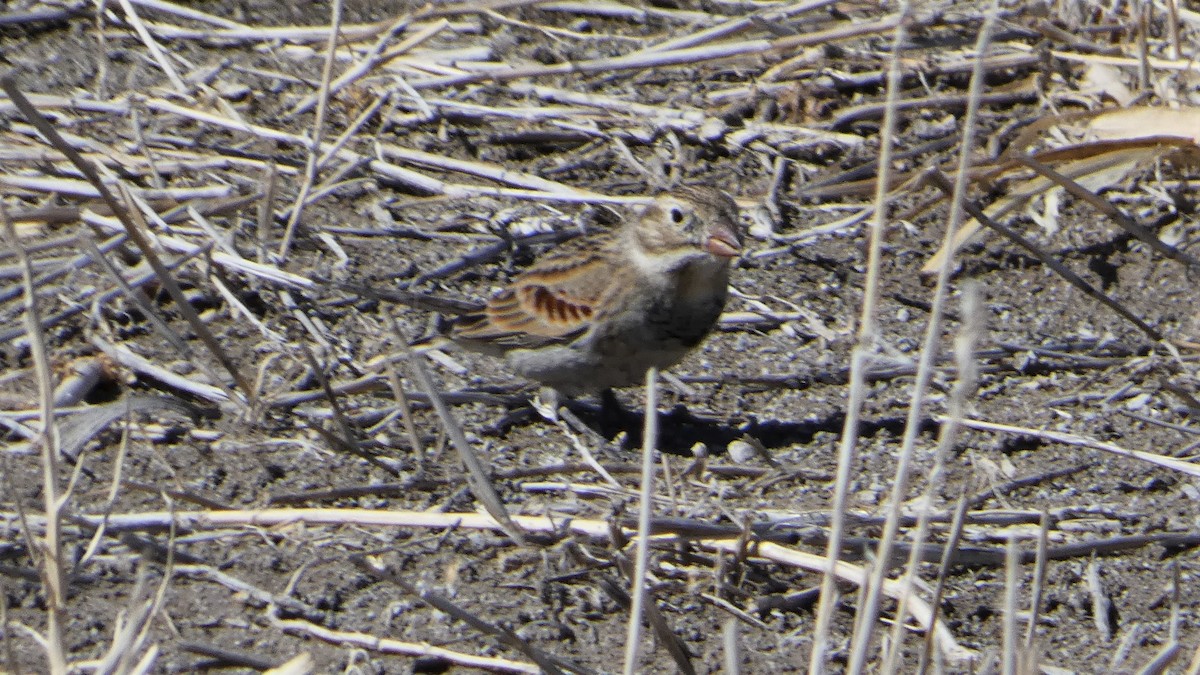 Thick-billed Longspur - ML538179801