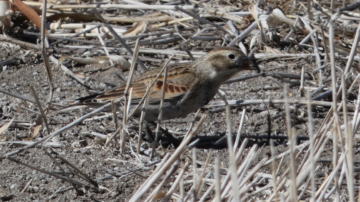 Thick-billed Longspur - ML538179871