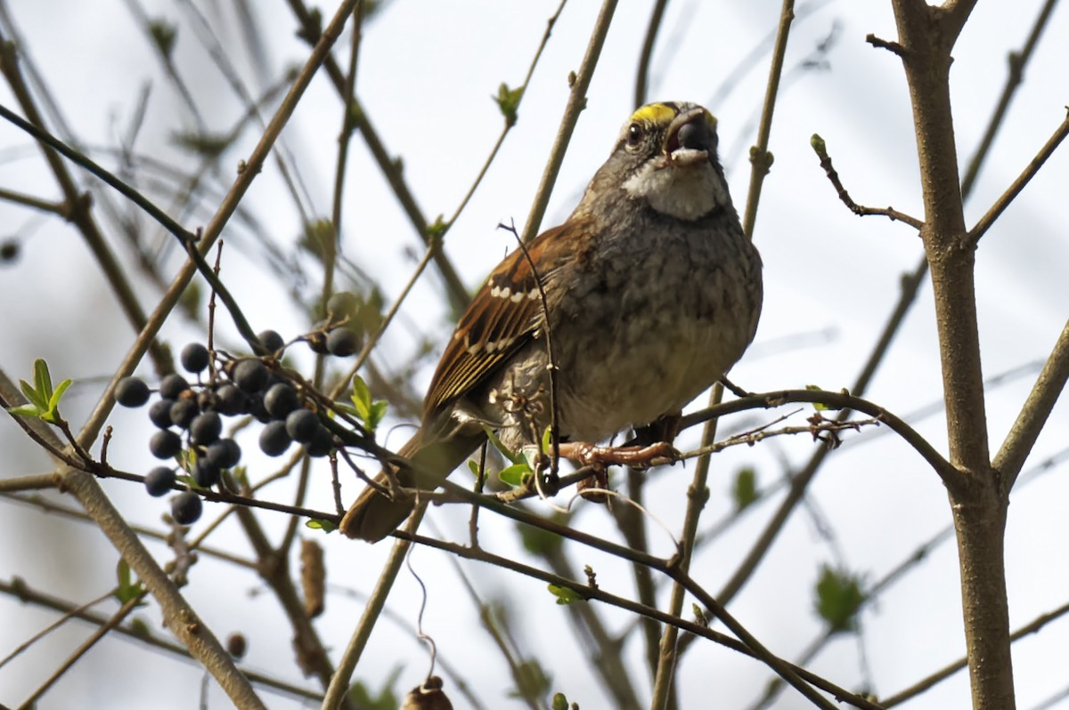 White-throated Sparrow - ML538180071