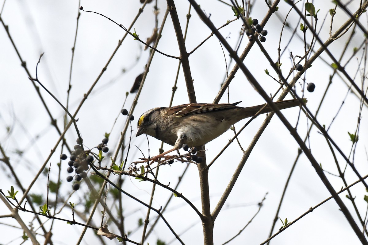 White-throated Sparrow - ML538180081
