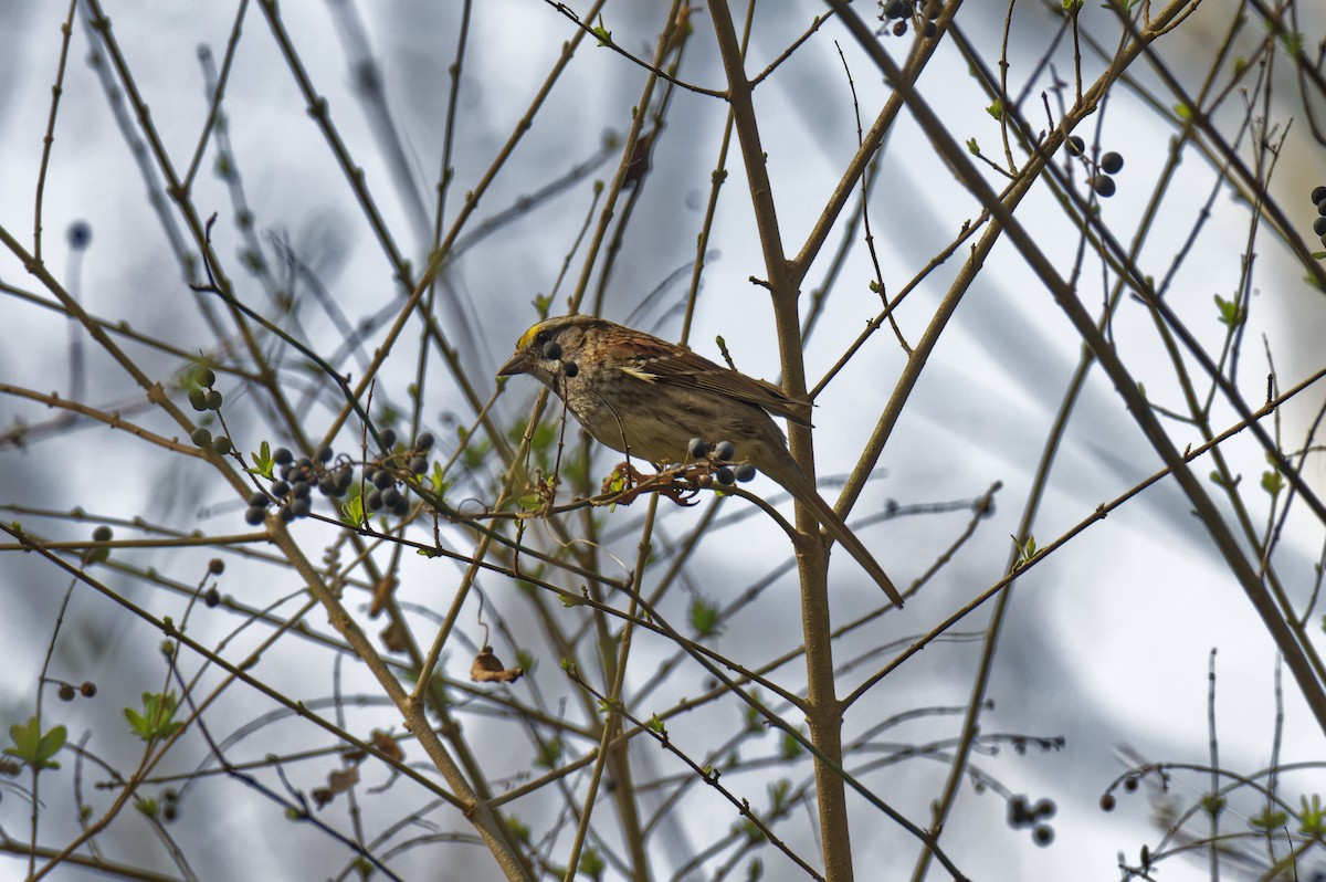 White-throated Sparrow - ML538180091