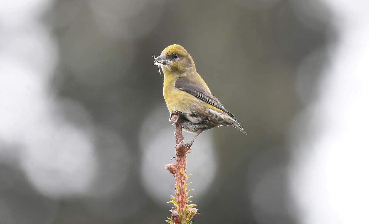 Red Crossbill (Sitka Spruce or type 10) - ML538181331