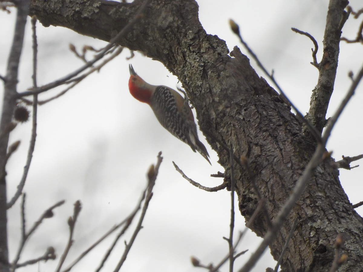 Red-bellied Woodpecker - ML538185121