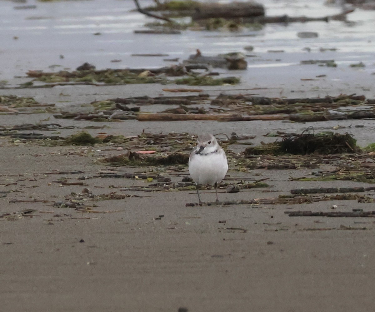 Wrybill - ML538186891