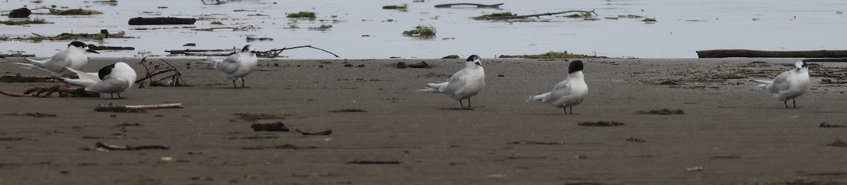 White-fronted Tern - ML538187251
