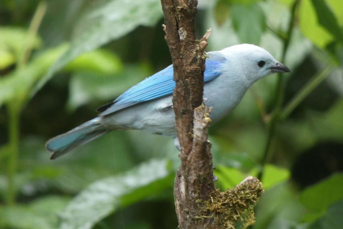 Blue-gray Tanager - ML538196721